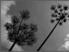 Umbels